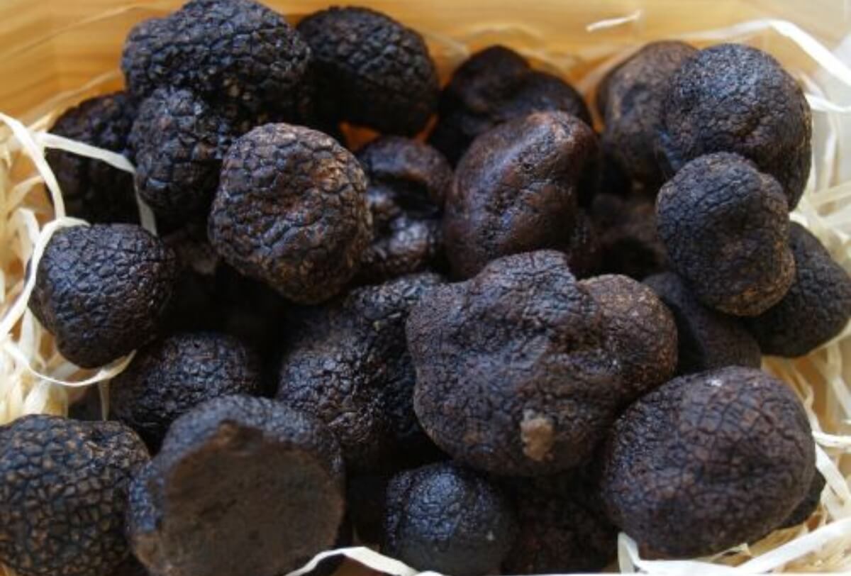 Trufas negras, comida típica de Soria.