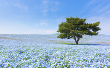 El maravilloso Parque Hitachi Seaside en Japón