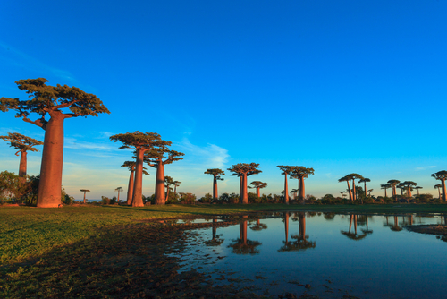 Los bosques más curiosos del mundo