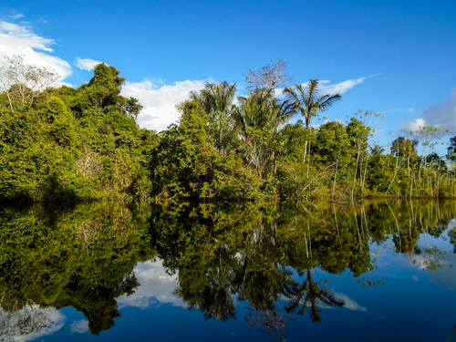 Conoce el Amazonas, el pulmón del planeta