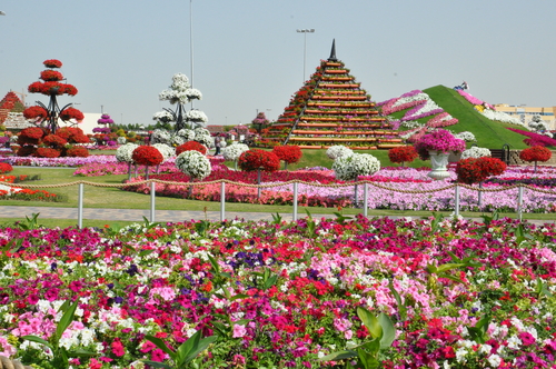 Los campos de flores más hermosos: pura inspiración