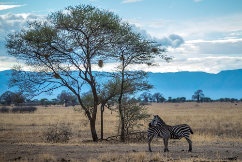 El fantástico Parque Nacional de Nairobi