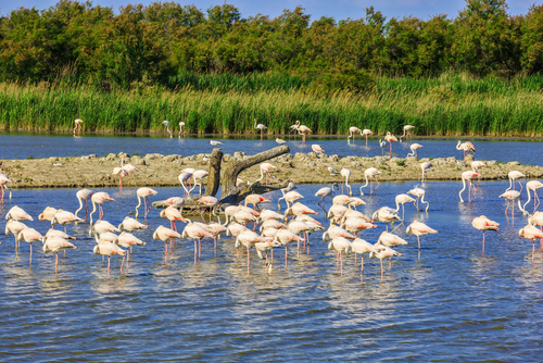 La Camargue en Francia, una región fascinante