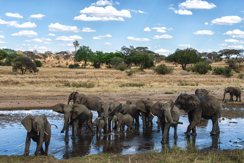 7 lugares donde puedes admirar animales sin jaulas