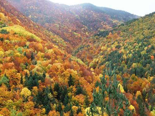 El espectacular bosque de la Pardina del Señor
