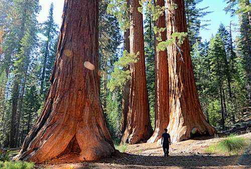 Mariposa Grove y sus secuoyas gigantes