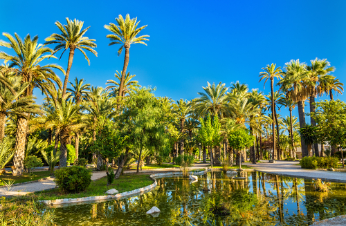 Recorremos el espectacular Palmeral de Elche