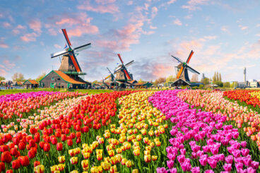 La ruta de las flores en Holanda, colorida y hermosa