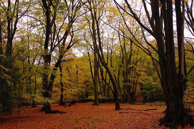 7 bosques encantados que te dejarán atrapado