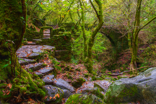 Un bosque mágico: las Fragas del Eume