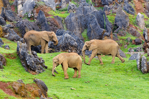 Cabárceno, una visita obligatoria en Cantabria