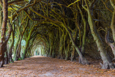 8 túneles de árboles que te dejarán boquiabierto