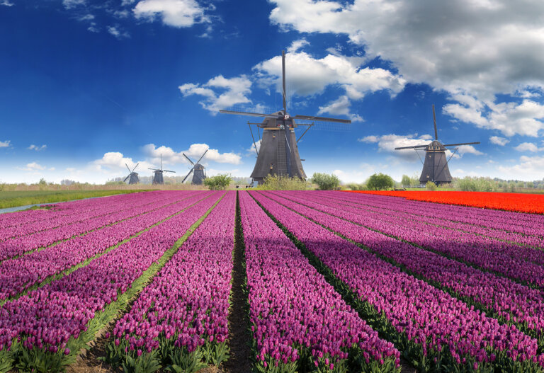 Los campos de flores más bonitos que podrás visitar