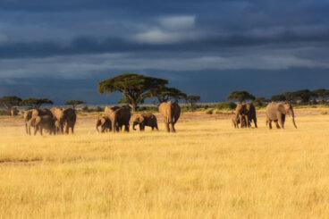 Te llevamos al increíble Parque Nacional Masai Mara