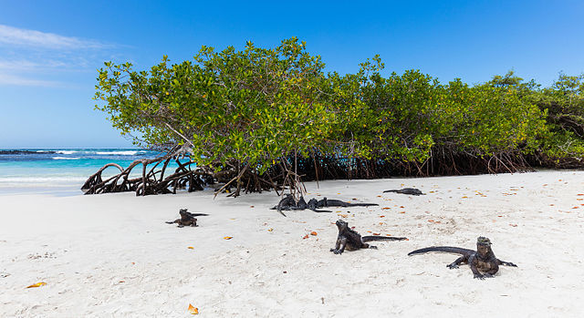 6 animales que tienes que ver en las islas Galápagos