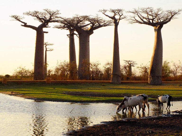 Qué ver y visitar en Madagascar, la gran isla de África
