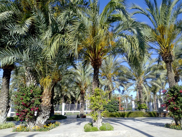 Palmeral de Elche: horario, precio y ubicación