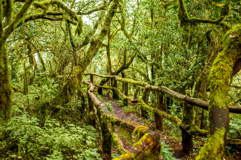 Visita el Parque Nacional de Garajonay en La Gomera