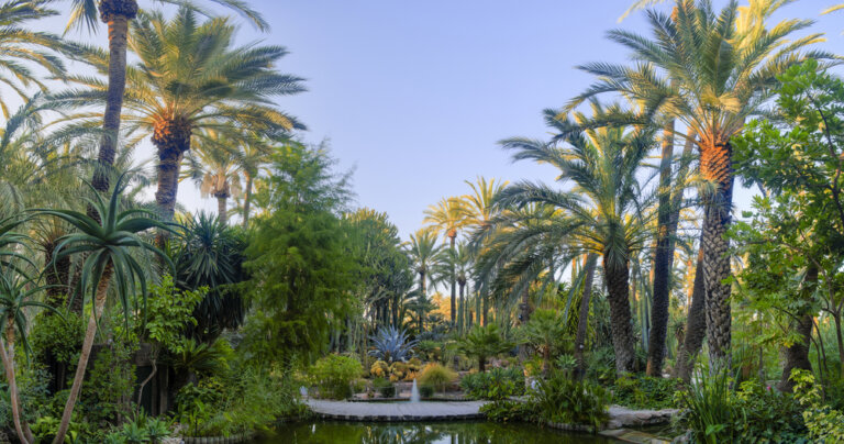 Cómo llegar al Palmeral de Elche, un oasis en la ciudad