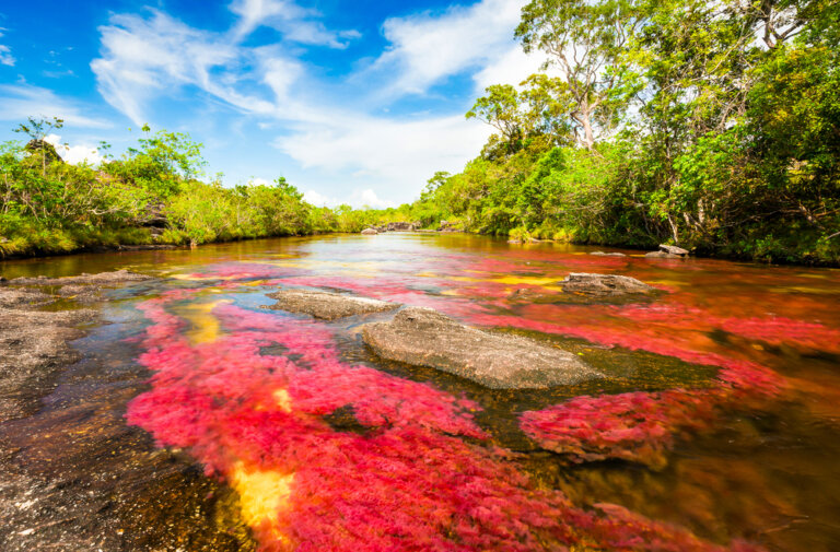 La magia de Caño Cristales, el río más hermoso del mundo