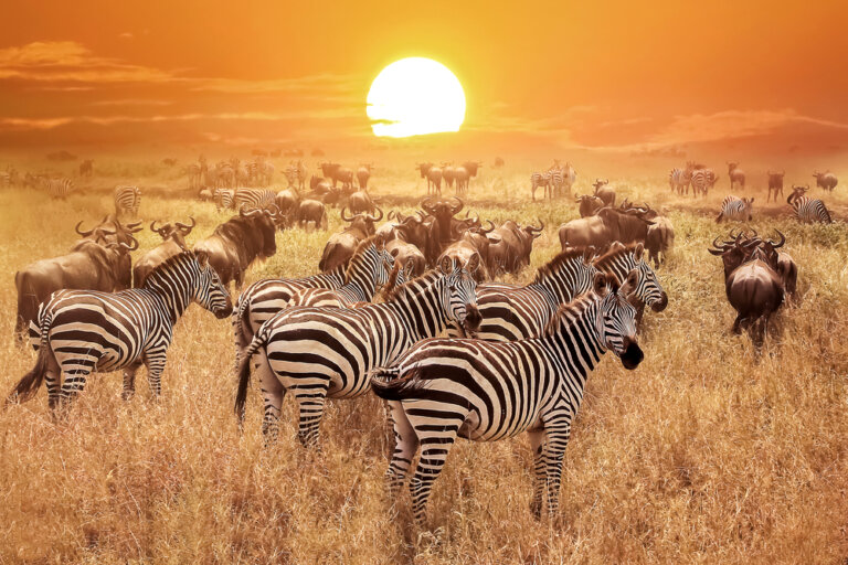 Lugares de África en los que vivir momentos únicos