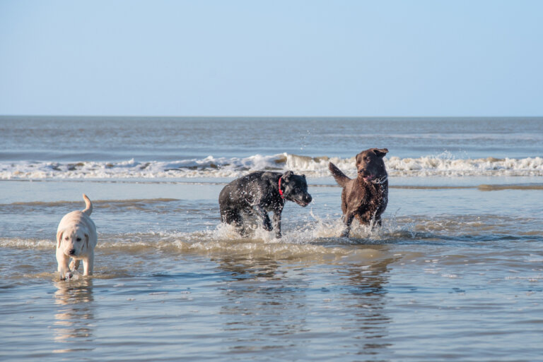 7 playas para perros que no te puedes perder