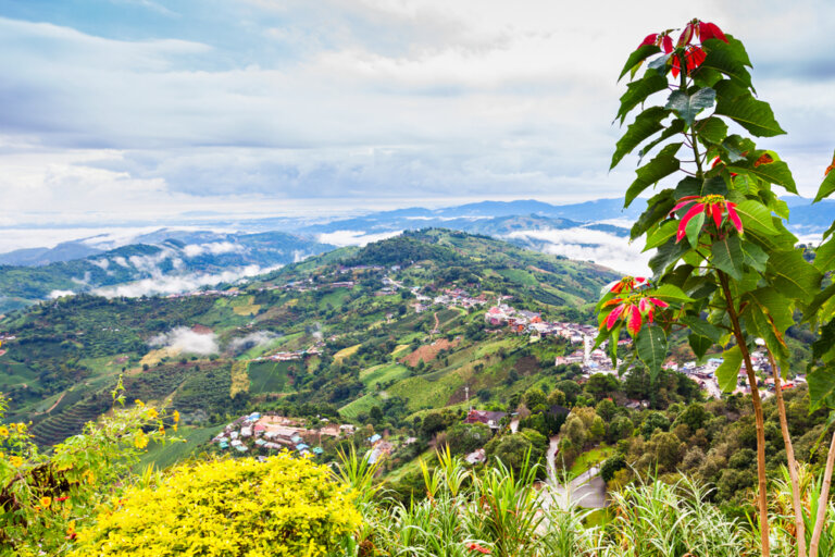 Cómo llegar a Mae Salong, un encantador pueblo tailandés