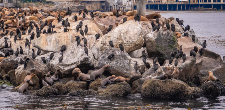 Monterrey en Estados Unidos: conoce los leones marinos
