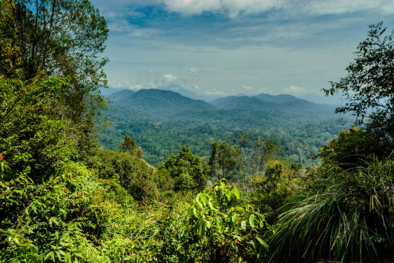 Taman Negara, la selva más antigua del mundo