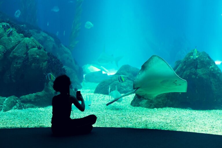 Conoce el Oceanario de Lisboa en Portugal