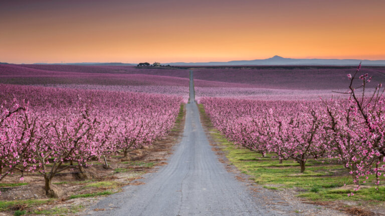 Disfruta de la floración de frutales en Aitona