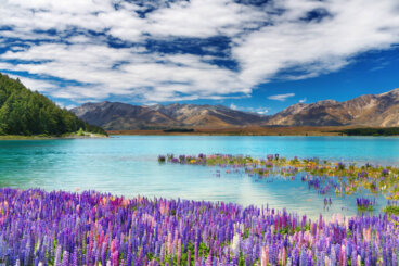 5 cosas que puedes hacer en el lago Tekapo
