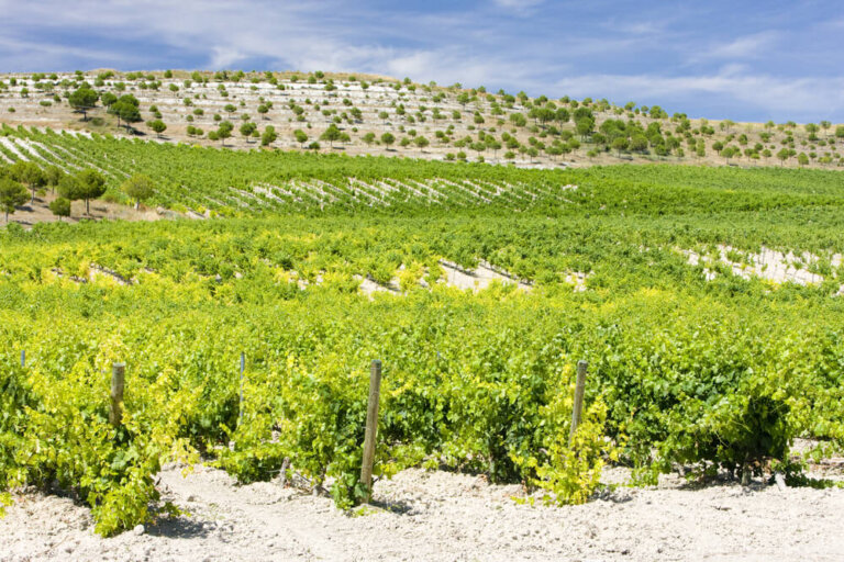 Qué ver en ruta del vino de Cigales en Valladolid