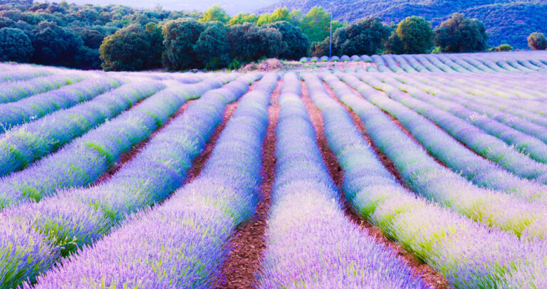 Conoce los campos de lavanda en floración en Brihuega