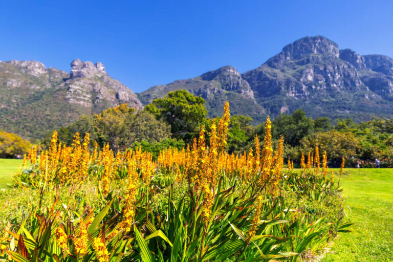 Kirstenbosch, uno de los jardines botánicos más bellos