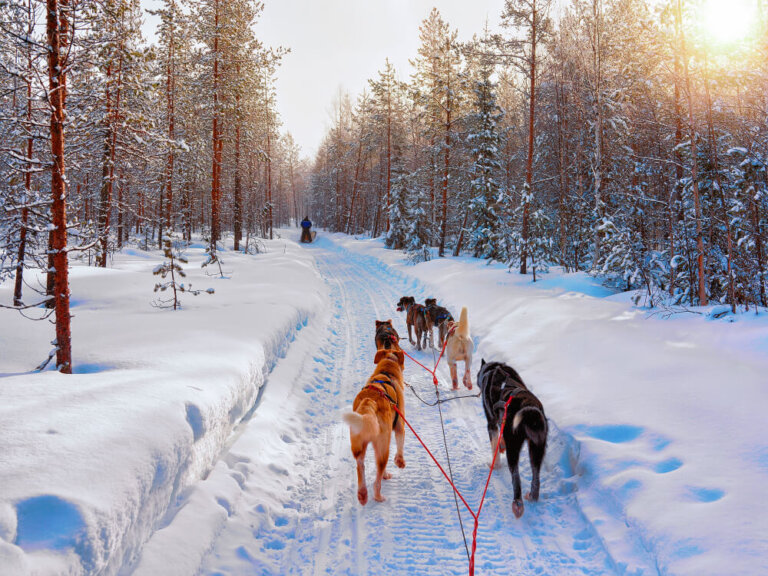 Un paseo en trineo por la Laponia noruega