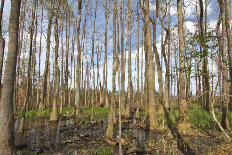 Descubre el asombroso Tupelo Gum Pond en Missouri