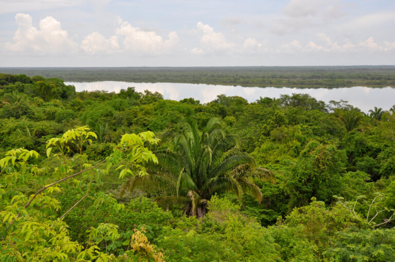 Los bosques lluviosos en Belice y su aprovechamiento
