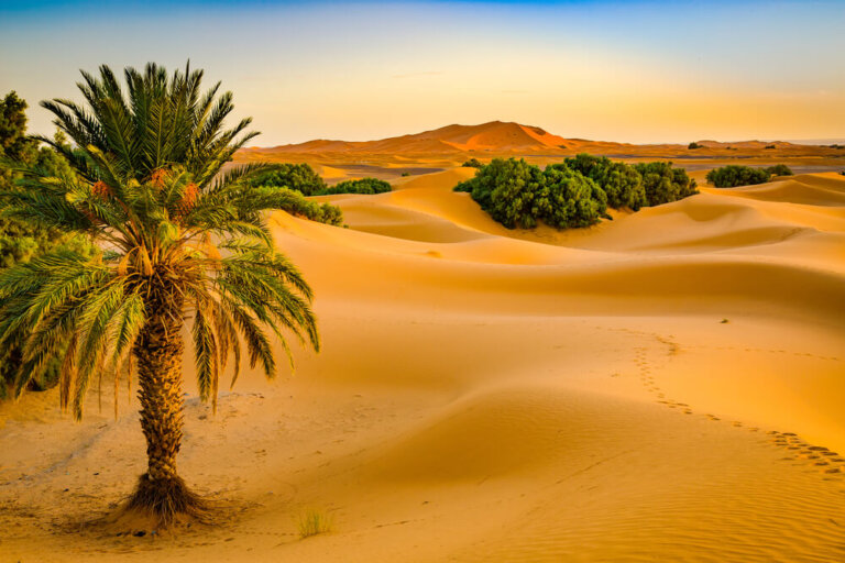 Iniciación a la caminata familiar en el desierto marroquí