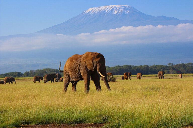 Parque Nacional de Amboseli, un safari al sur de Kenia