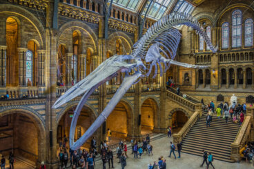 Una visita al Museo de Historia Natural de Londres