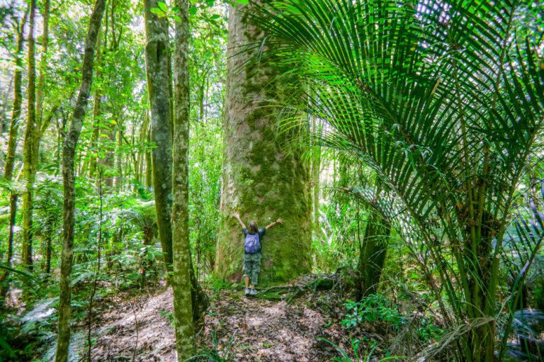 Los antiguos árboles de la Isla Norte de Nueva Zelanda