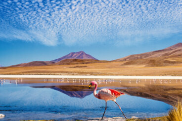 7 destinos en Latinoamérica para amantes de las aves