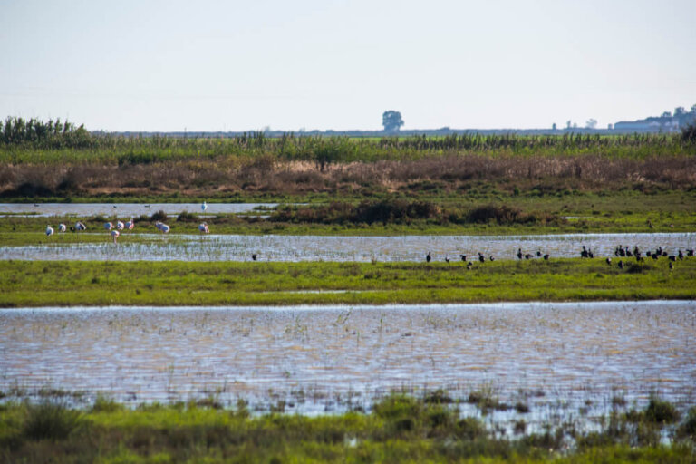 Doñana cumple 50 años como parque nacional