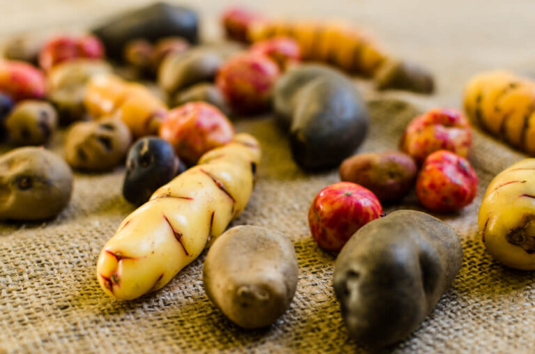 Descubre la variedad de papas nativas del Perú