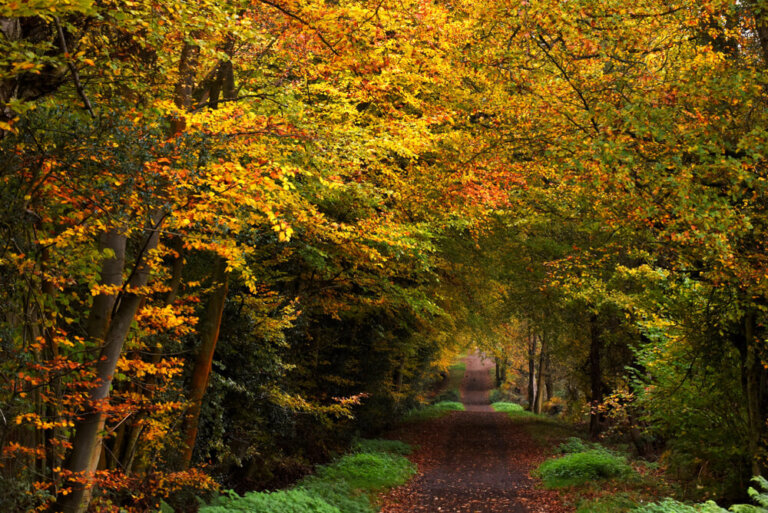 Los bosques más espectaculares del mundo