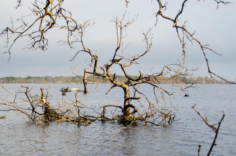 El singular santuario Ciénaga Grande de Santa Marta