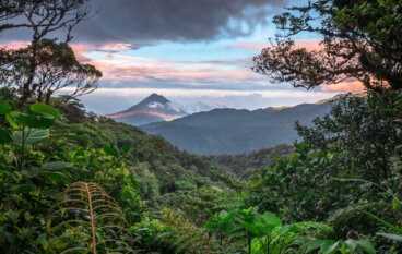 Descubre los fabulosos bosques de Costa Rica