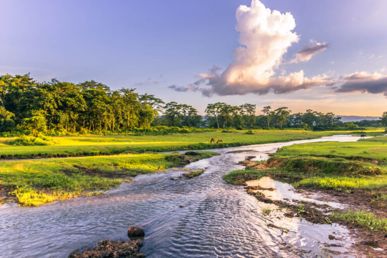 Naturaleza salvaje en el Parque Nacional de Chitwan