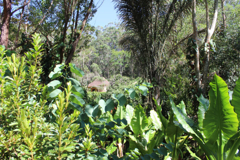 El Parque Nacional Andasibe Mantadia en Madagascar